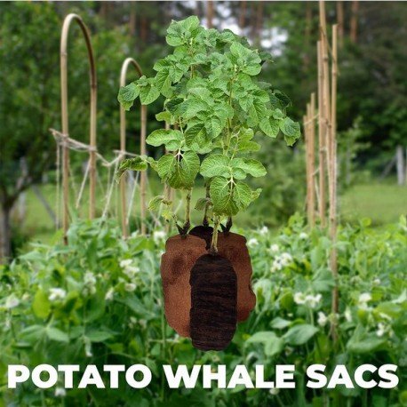 Whale Sacs Potato