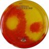Discraft Z Fly Dye Buzzz SS